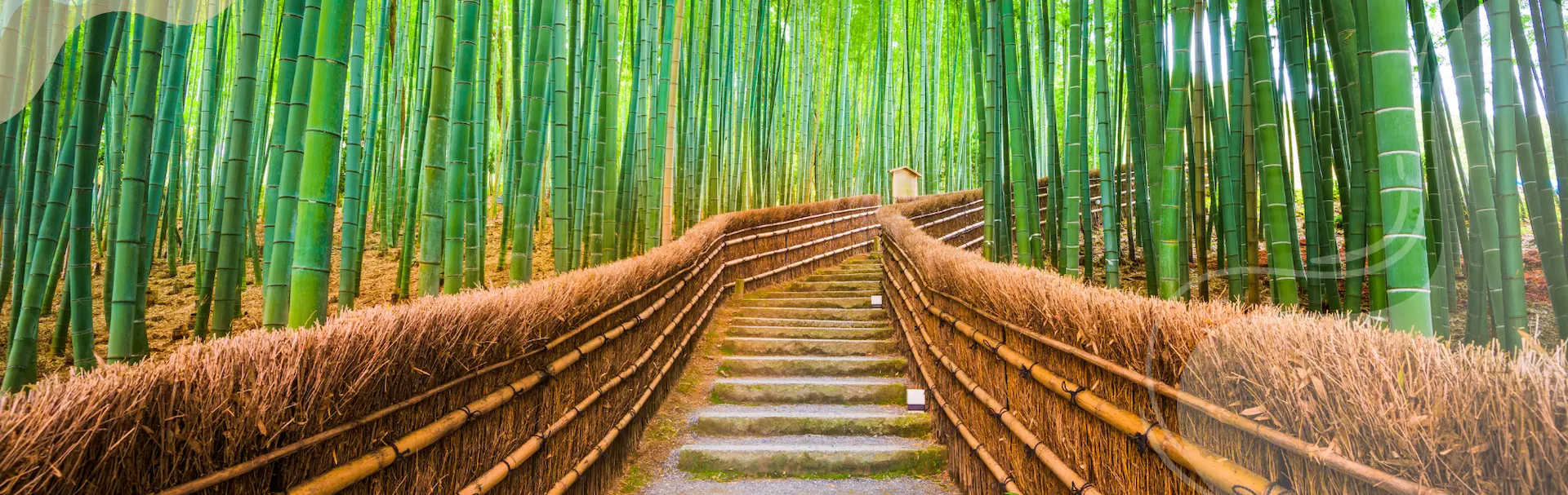 Arashiyama Bamboo Forest